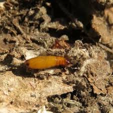 Attēlu rezultāti vaicājumam “Yponomeuta evonymella larva”