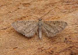 Attēlu rezultāti vaicājumam “Eupithecia satyrata”