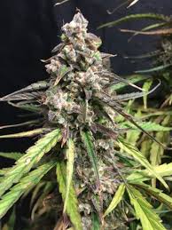 Attēlu rezultāti vaicājumam “Cannabis sativa fruit”