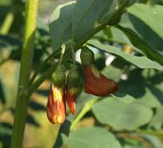 Image result for Colutea x media (arborescens x orientalis)