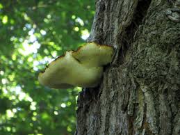 Attēlu rezultāti vaicājumam “Buglossoporus quercinus”