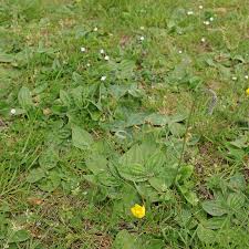 Attēlu rezultāti vaicājumam “Plantago media”