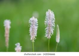 Attēlu rezultāti vaicājumam “Plantago media”