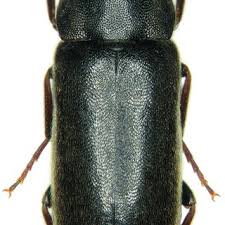 Attēlu rezultāti vaicājumam “Xylita laevigata”