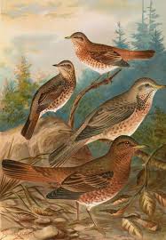 Image result for Turdus naumanni