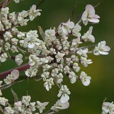 Attēlu rezultāti vaicājumam “Daucus carota subsp. carota leaf”