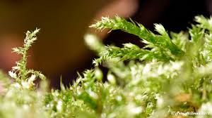 Attēlu rezultāti vaicājumam “Brachythecium rutabulum”