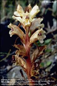 Attēlu rezultāti vaicājumam “Orobanche coerulescens flower”