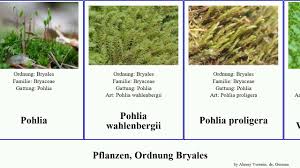 Attēlu rezultāti vaicājumam “Bryum schleicheri”