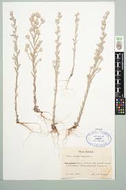 Attēlu rezultāti vaicājumam “Filago arvensis”