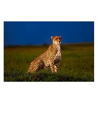 Afbeeldingsresultaat voor cheeta