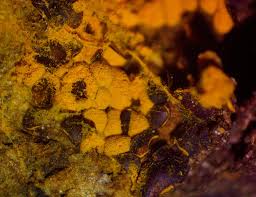 Attēlu rezultāti vaicājumam “Perichaena depressa sessile”