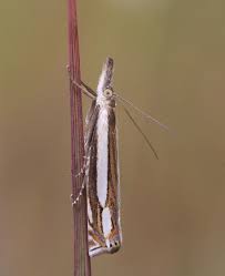 Attēlu rezultāti vaicājumam “Crambus silvella”