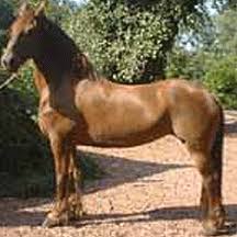 Image result for chestnut friesian