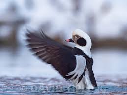 Attēlu rezultāti vaicājumam “Clangula hyemalis male”