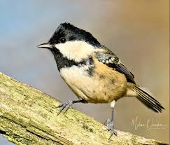 Attēlu rezultāti vaicājumam “Periparus ater”
