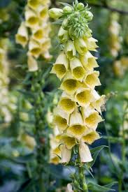 Image result for Digitalis grandiflora