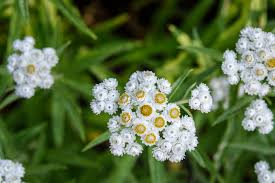 Attēlu rezultāti vaicājumam “Anaphalis margaritacea”
