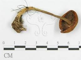 Attēlu rezultāti vaicājumam “Collybia sp.”