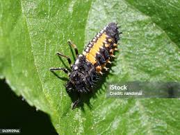 Attēlu rezultāti vaicājumam “Psyllobora vigintiduopunctata larva”