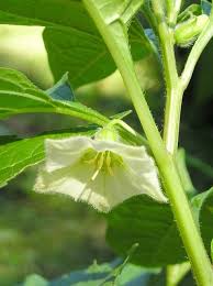 Image result for Lampionblume