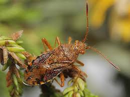 Attēlu rezultāti vaicājumam “Rhopalus maculatus imago”