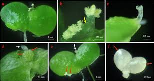 Attēlu rezultāti vaicājumam “Lemna gibba”