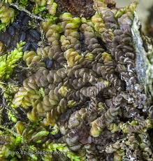 Attēlu rezultāti vaicājumam “Frullania dilatata”