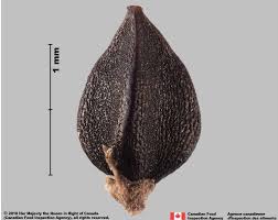 Attēlu rezultāti vaicājumam “Polygonum aviculare”