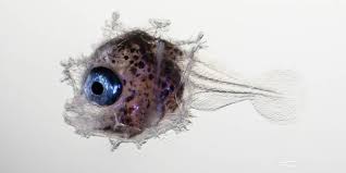 Image result for Mola mola