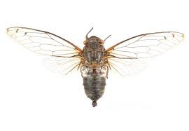 Attēlu rezultāti vaicājumam “Talitrus saltator”