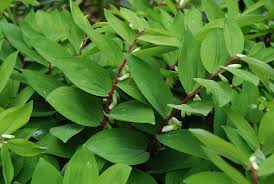 Attēlu rezultāti vaicājumam “Polygonatum odoratum”