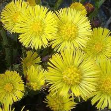 Attēlu rezultāti vaicājumam “Tussilago farfara bud”