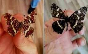 Attēlu rezultāti vaicājumam “Araschnia levana upperside”