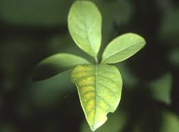 Attēlu rezultāti vaicājumam “Chionanthus virginicus leaf”