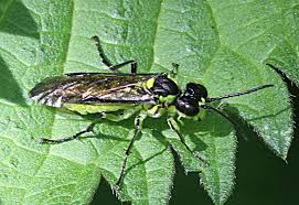 Attēlu rezultāti vaicājumam “Tenthredo campestris female”