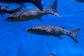 Image result for Chelon saliens