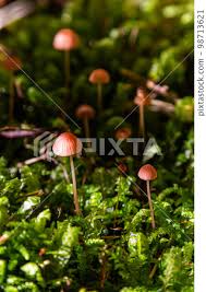Attēlu rezultāti vaicājumam “Mycena rosella”
