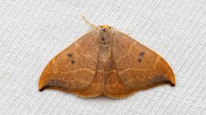 Attēlu rezultāti vaicājumam “Watsonalla binaria”