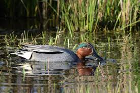 Attēlu rezultāti vaicājumam “Anas crecca”