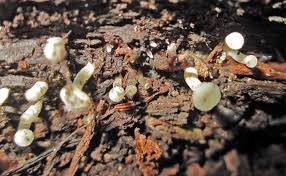 Attēlu rezultāti vaicājumam “Cudoniella acicularis”