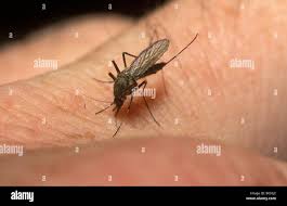 Attēlu rezultāti vaicājumam “Culex pipiens”