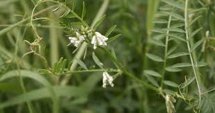 Attēlu rezultāti vaicājumam “Vicia hirsuta bud”