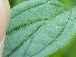 Attēlu rezultāti vaicājumam “Lithospermum officinale leaf”