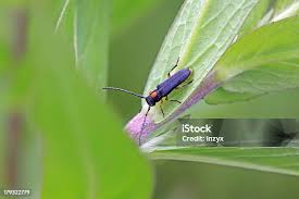 Attēlu rezultāti vaicājumam “Anastrangalia sanguinolenta female”