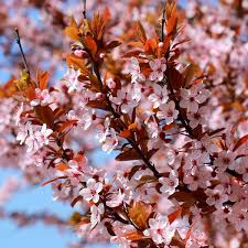 Attēlu rezultāti vaicājumam “Prunus cerasifera”