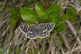 Attēlu rezultāti vaicājumam “Pyrgus serratulae upperside”