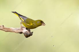 Attēlu rezultāti vaicājumam “Chloris chloris”