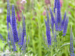 Attēlu rezultāti vaicājumam “Veronica longifolia flower”