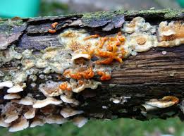 Attēlu rezultāti vaicājumam “Diderma ochraceum young”